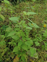 Sigesbeckia pubescens