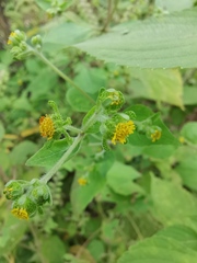 Sigesbeckia pubescens