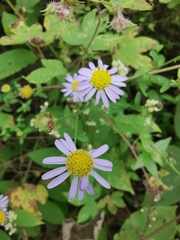 Aster indicus