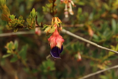 Brachyotum strigosum