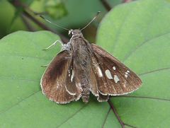 Suastus gremius gremius