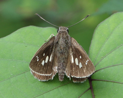 Suastus gremius gremius