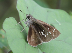 Suastus gremius gremius