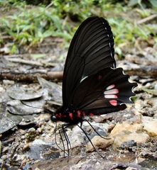 Parides anchises nephalion