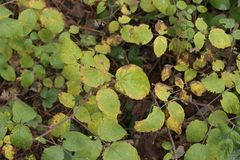 Phragmidium rubi-idaei