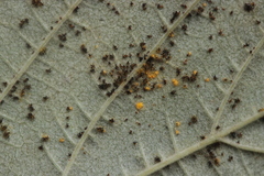 Phragmidium rubi-idaei