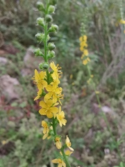 Agrimonia pilosa