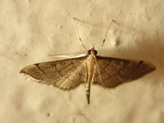 Blepharomastix ranalis