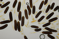 Phragmidium rubi-idaei