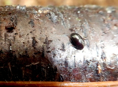 Scaphidema metallicum