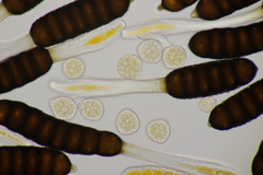 Phragmidium rubi-idaei