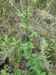 Agrimonia pilosa