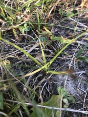 Carex aurea
