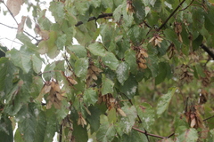 Acer tataricum