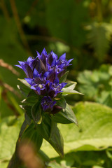 Gentiana dschungarica