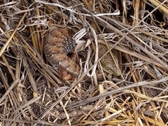 Elgaria multicarinata multicarinata