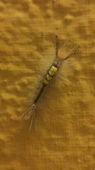 Dasychira chekiangensis