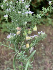 Rhopalomyia gemmaria