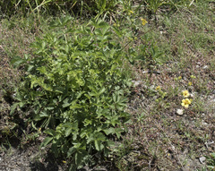 Drymocallis lactea austiniae