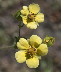 Drymocallis lactea austiniae