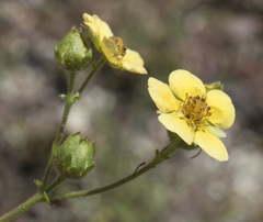 Drymocallis lactea austiniae