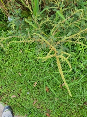 Amaranthus australis