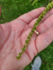 Amaranthus australis
