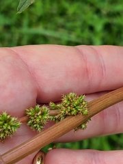 Amaranthus australis
