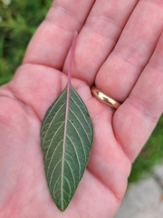 Amaranthus australis