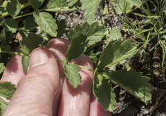 Drymocallis lactea austiniae