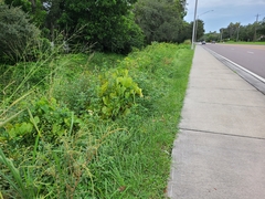Amaranthus australis
