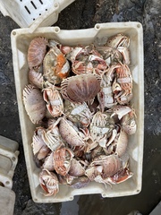 Calappa lophos