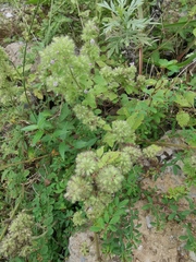 Clinopodium chinense