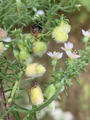 Rhopalomyia gemmaria