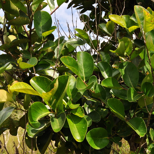 Keruntum (Combretocarpus rotundatus)