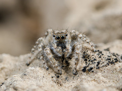Marusyllus coreanus