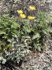 Eriophyllum lanatum lanceolatum