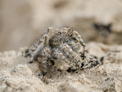Marusyllus coreanus