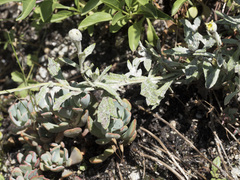 Eriophyllum lanatum lanceolatum