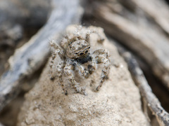 Marusyllus coreanus