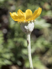 Eriophyllum lanatum lanceolatum