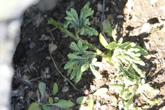 Diphasiastrum alpinum