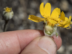 Eriophyllum lanatum lanceolatum