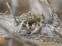 Marusyllus coreanus