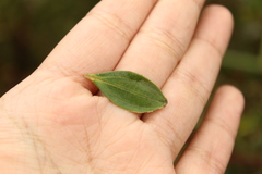 Miconia ligustrina