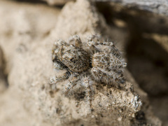 Marusyllus coreanus