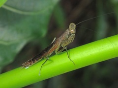 Compsomantis