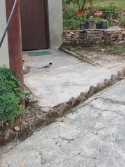 Garrulus lanceolatus