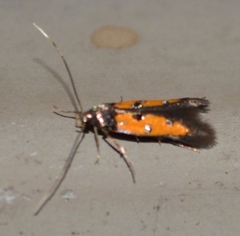 Chrysoclista linneella