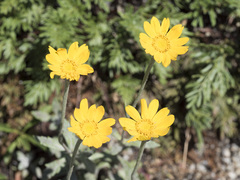 Eriophyllum lanatum lanceolatum